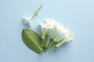 Güzel yasemin çiçekleri ve açık mavi arka planda yeşil yaprak.