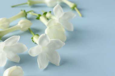 Açık mavi arka planda güzel yasemin çiçekleri, yakın plan. Metin için boşluk