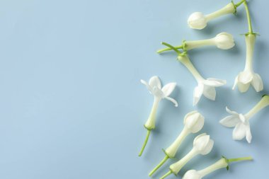 Açık mavi arka planda güzel yasemin çiçekleri, düz uzanmış. Metin için boşluk