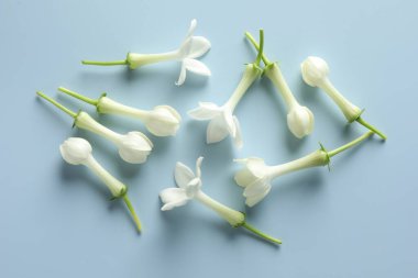 Açık mavi arka planda güzel yasemin çiçekleri, düz yatıyordu.