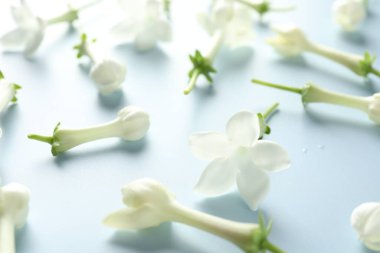 Açık mavi arkaplanda güzel yasemin çiçekleri, yakın plan