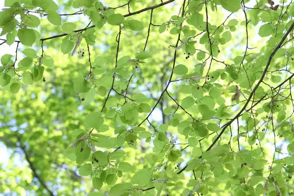 Arka planda yeşil yaprakları olan güzel ağaç taç, yakın plan.