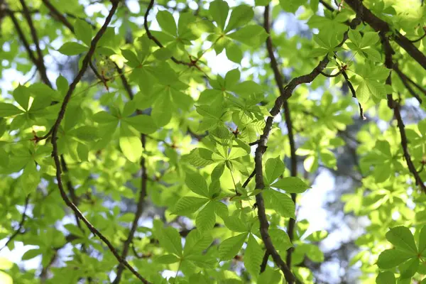 Arka planda yeşil yaprakları olan güzel ağaç taç, yakın plan.