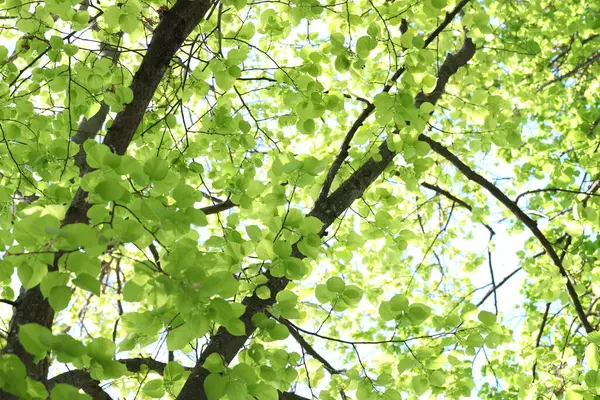 Arka planda yeşil yapraklı güzel ağaç taç, alçak açı manzaralı.