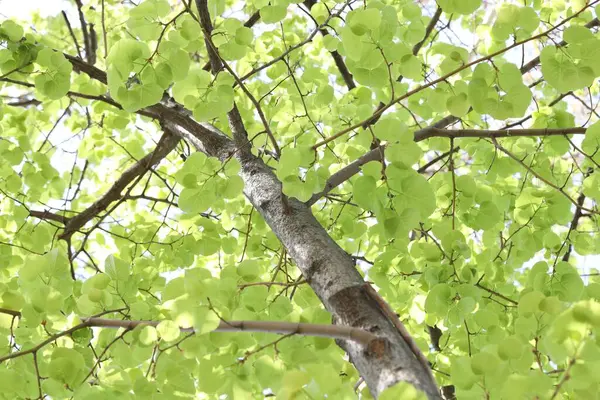 Arka planda yeşil yapraklı güzel ağaç taç, alçak açı manzaralı.