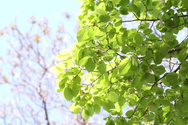 Arka planda yeşil yaprakları olan güzel ağaç taç, yakın plan.