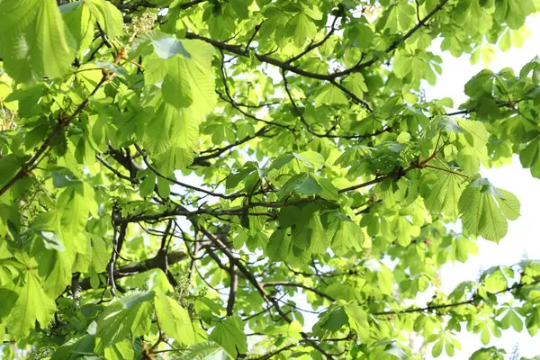 Arka planda yeşil yaprakları olan güzel ağaç taç, yakın plan.
