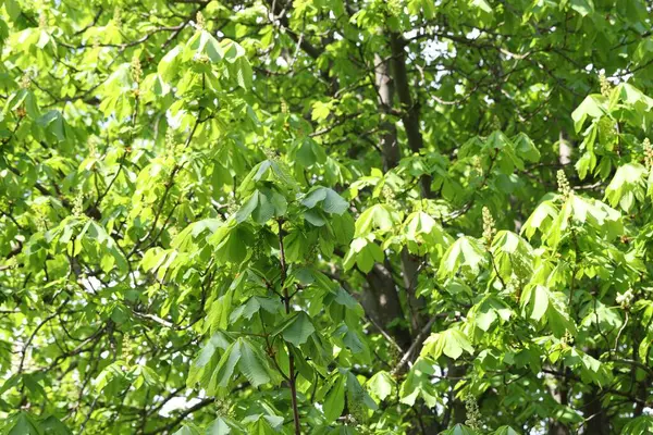 Arka planda yeşil yaprakları olan güzel ağaç taç, yakın plan.