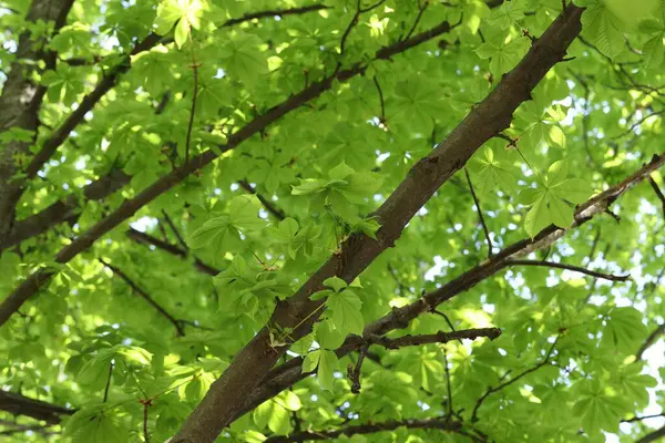 Arka planda yeşil yaprakları olan güzel ağaç taç, yakın plan.