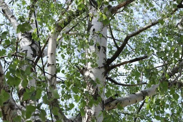 Arka planda yeşil yapraklı güzel ağaç taç, alçak açı manzaralı.