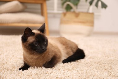 Evdeki bej halıdaki sevimli Tayland kedisi