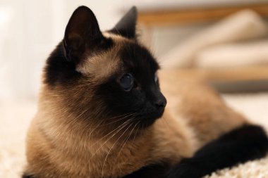 Bulanık arka planda sevimli Tayland kedisi, yakın plan