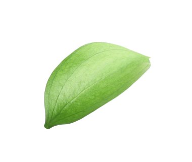 One fresh green Ruscus leaf isolated on white