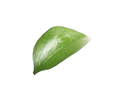One fresh green Ruscus leaf isolated on white