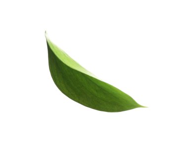 One fresh green Ruscus leaf isolated on white