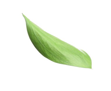 One fresh green Ruscus leaf isolated on white