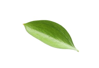 One fresh green Ruscus leaf isolated on white