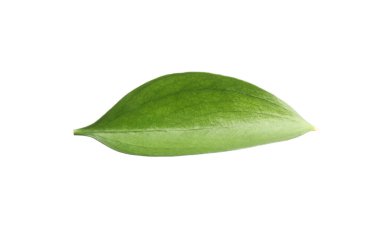 One fresh green Ruscus leaf isolated on white