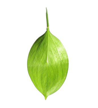 One fresh green Ruscus leaf isolated on white
