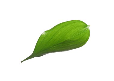 One fresh green Ruscus leaf isolated on white