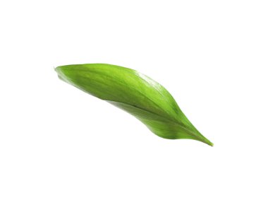 One fresh green Ruscus leaf isolated on white
