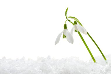 Beautiful snowdrops on snow against white background