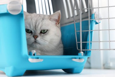 Evcil hayvan taşıyıcısındaki sevimli kedi bulanık arka planda, yakın plan