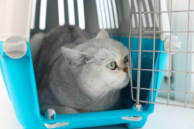 Evcil hayvan taşıyıcısındaki sevimli kedi bulanık arka planda, yakın plan