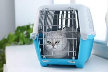 Evcil hayvan taşıyıcısının içinde sevimli bir kedi var.