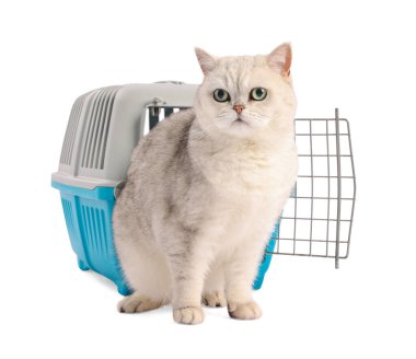 Sevimli kedi ve evcil hayvan taşıyıcısı beyaz üzerinde izole edilmiş.