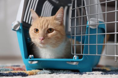 Evdeki evcil hayvan taşıyıcısında şirin bir kedi, yakın plan.