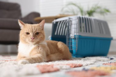 Şirin kedi ve hayvan taşıyıcısı evde, seçici bir odak noktası.