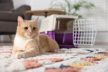 Şirin kedi ve hayvan taşıyıcısı evde, seçici bir odak noktası.