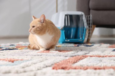 Şirin kedi ve hayvan taşıyıcısı evde, seçici bir odak noktası.