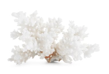 Güzel bir dekoratif mercan beyaza izole edilmiş.