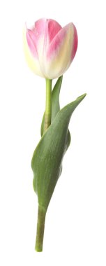 Güzel renkli bir lale beyaza izole edilmiş.