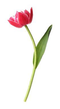 beyaz izole bir güzel Pembe Lale