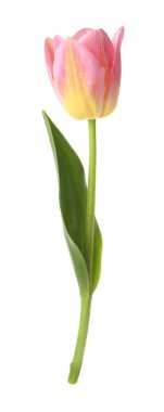 Güzel renkli bir lale beyaza izole edilmiş.