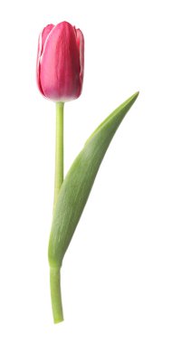 beyaz izole bir güzel Pembe Lale