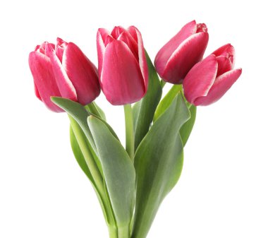 Birçok güzel pembe laleler beyaz üzerinde izole edilmiş.