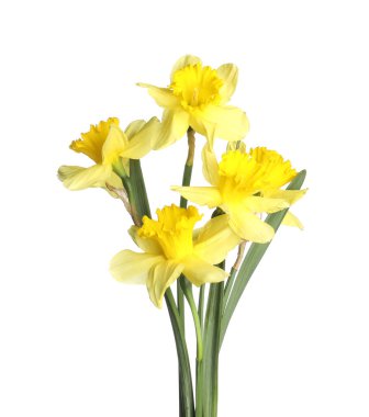 Bir sürü güzel sarı nergis beyaz üzerine izole edilmiş.