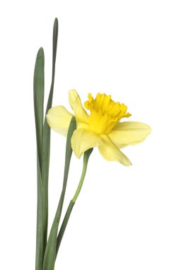 Bir güzel sarı nergis beyaz üzerine izole edilmiş.