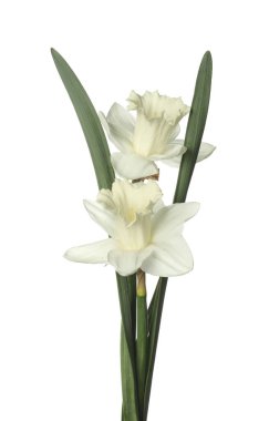 İki güzel renkli nergis beyaza izole edilmiş.