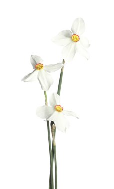 Üç güzel renkli nergis beyaz üzerine izole edilmiş.