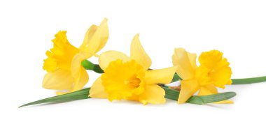 Üç güzel sarı nergis beyaz üzerine izole edilmiş.