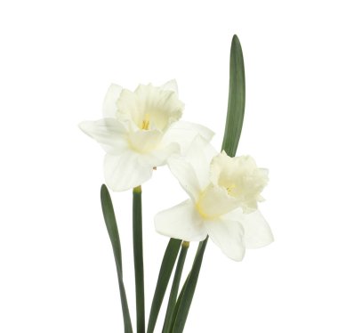 İki güzel renkli nergis beyaza izole edilmiş.