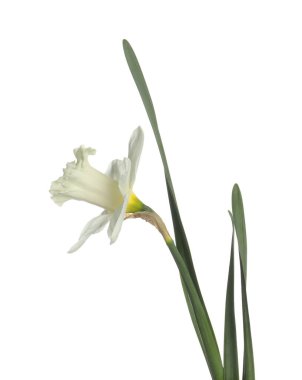 Bir güzel renkli nergis beyaz üzerine izole edilmiş.