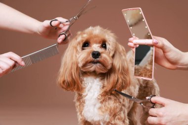 Bakım aletleri olan kadınlar ve kahverengi arka planda sevimli bir köpek, yakın plan.