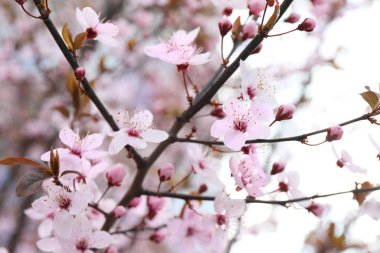 Güzel çiçek açan erik ağacı, açık havada pembe çiçekler, yakın plan.