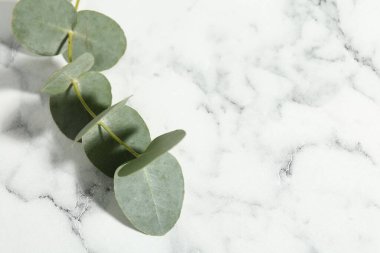 Beyaz mermer zemin üzerinde güzel bir okaliptüs dalı, yakın plan. Metin için boşluk